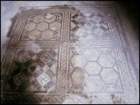 omalta126_small.jpg
