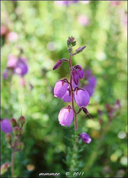 acloseupofanirishheatherblossom.jpg