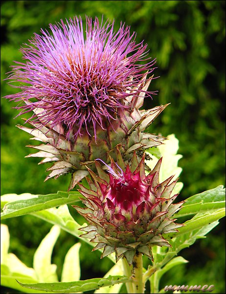 adecorativeartichoke.jpg