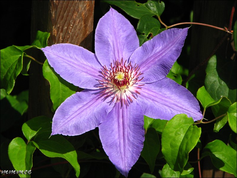 clematis.jpg