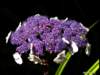 closeupofthelacecaphydrangea_small.jpg