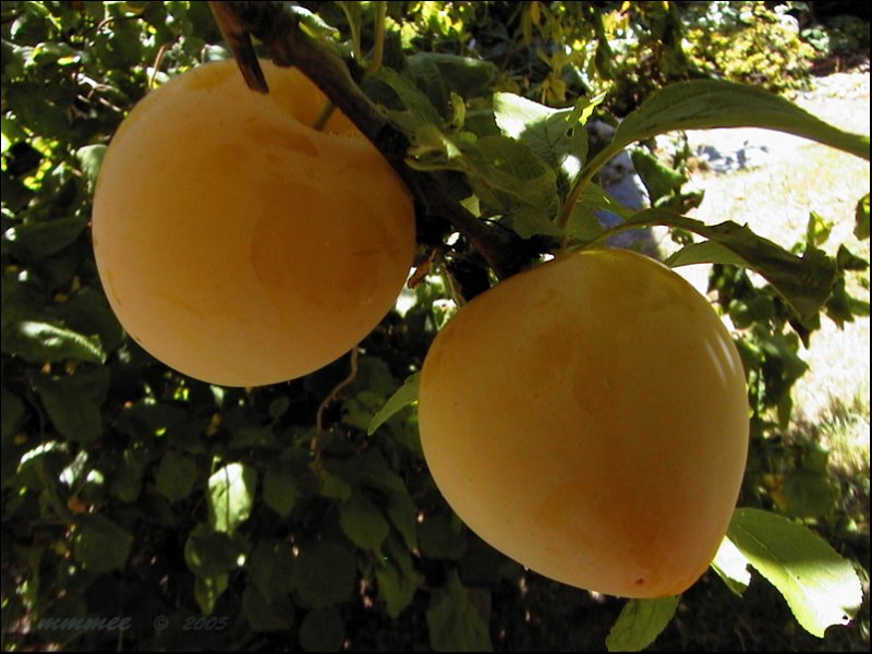 closeupoftheplums.jpg