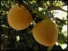 closeupoftheplums_small.jpg