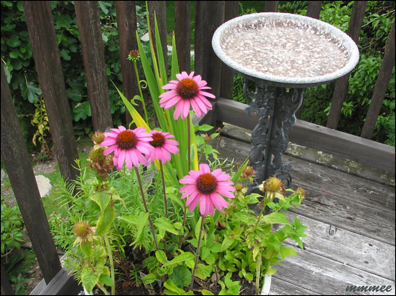 echinacea.jpg
