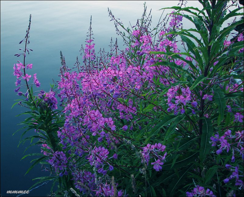 fireweed.jpg