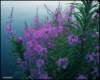 fireweed_small.jpg