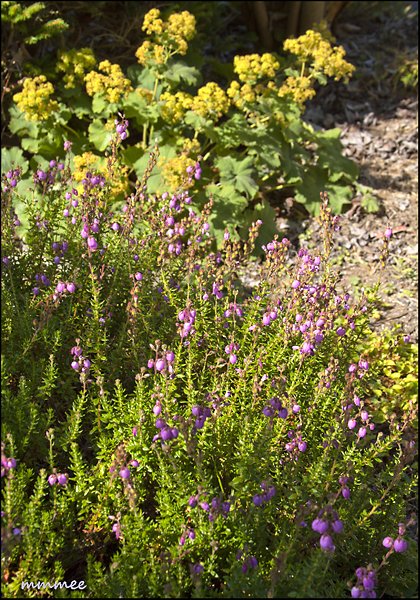 irishheatherandladiesmantleinthefrontgarden.jpg
