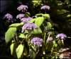 lacecaphydrangea_small.jpg