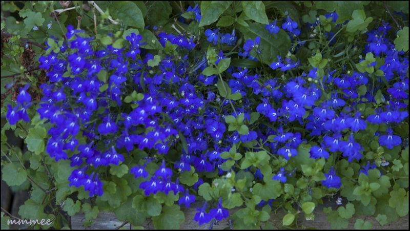 lobelia.jpg