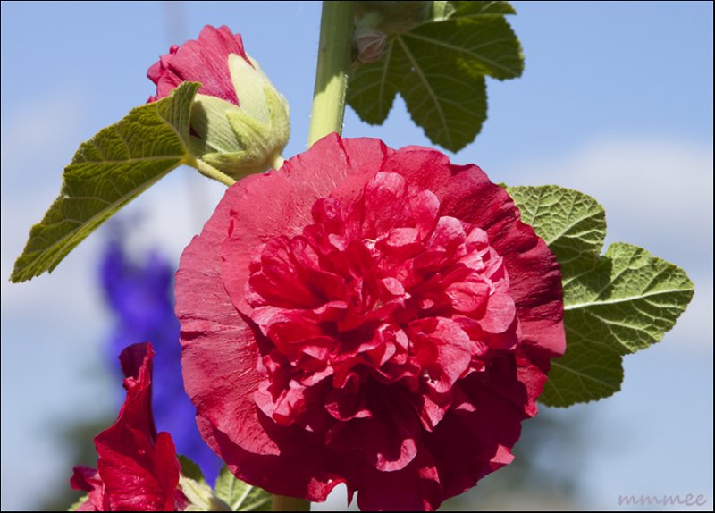 lovelydoublehollyhock.jpg