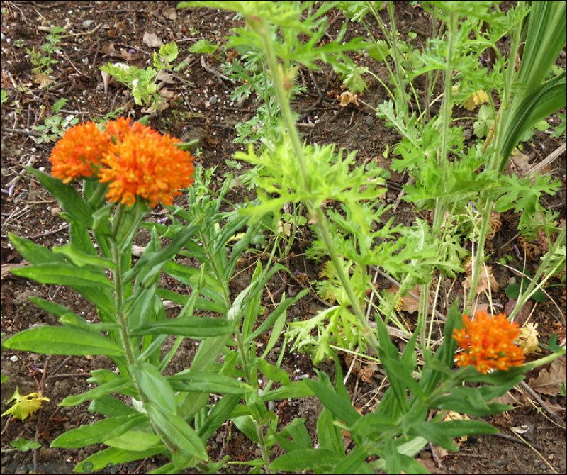 milkweed.jpg