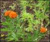 milkweed_small.jpg
