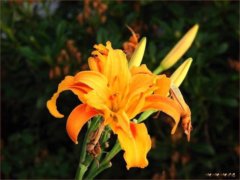 moreofthedoubledaylily.jpg