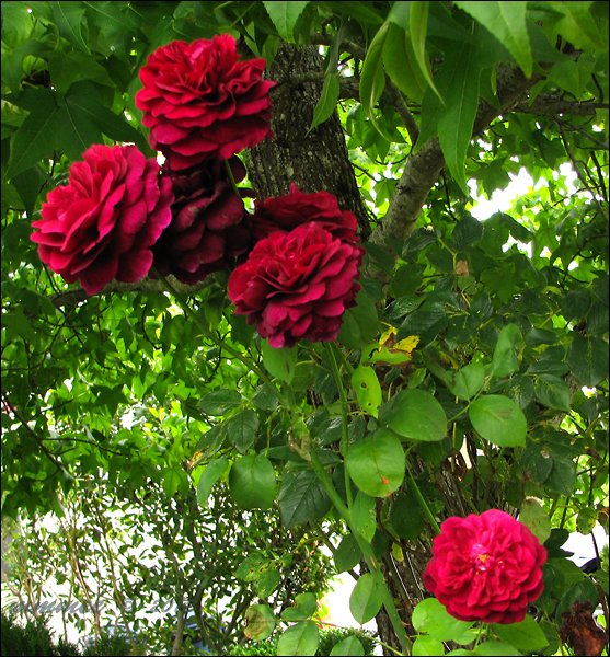 moreofthereddavidaustinrose.jpg