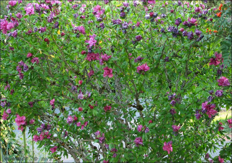 roseofsharon.jpg