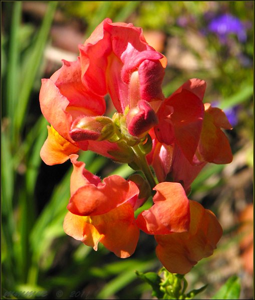 snapdragon.jpg