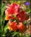 snapdragon_small.jpg
