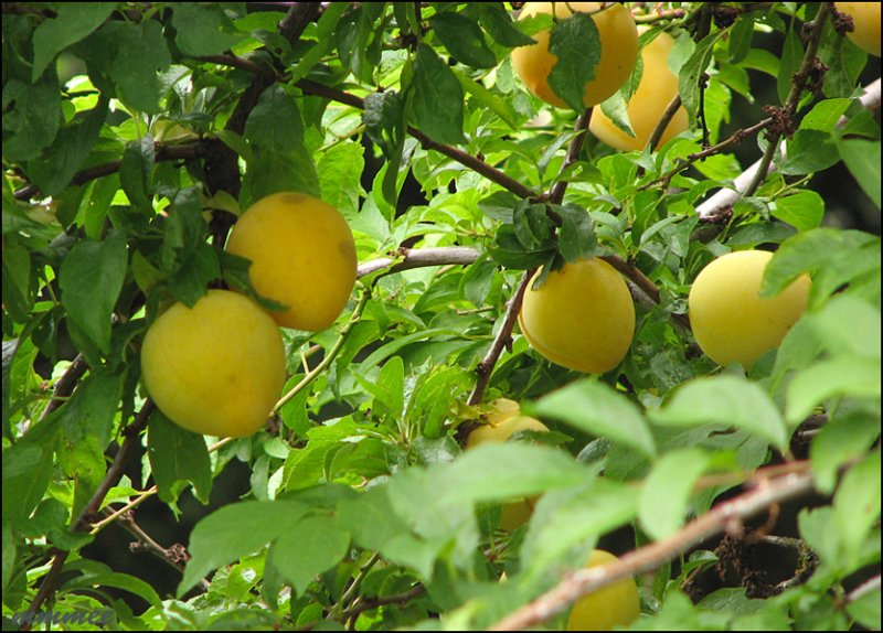 theyellowplums.jpg