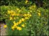 tickseedcoreopsis_small.jpg