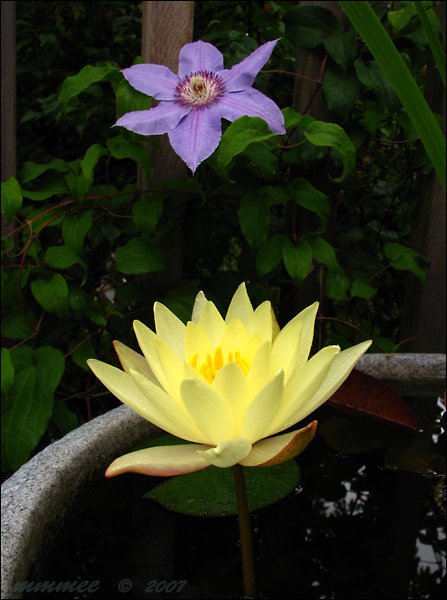 yellowminiaturewaterlilyandclematis.jpg