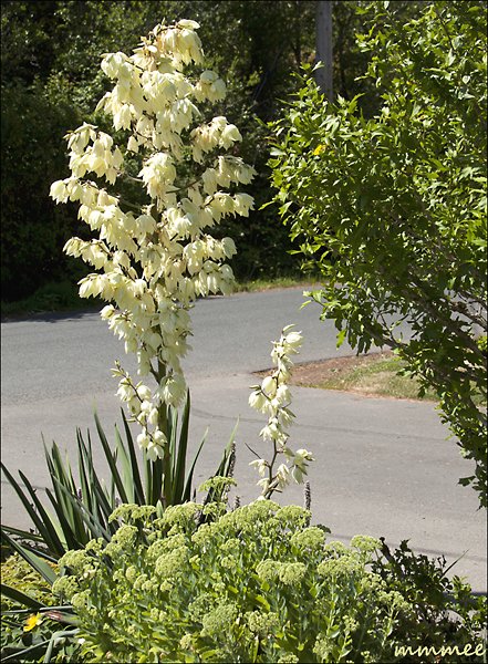 yucca2011.jpg