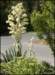yucca2011_small.jpg
