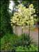yucca2014_small.jpg