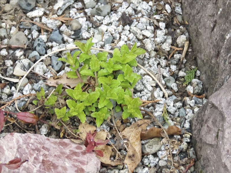 ba61.jpg