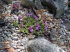 ba68_small.jpg