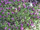 ba82_small.jpg