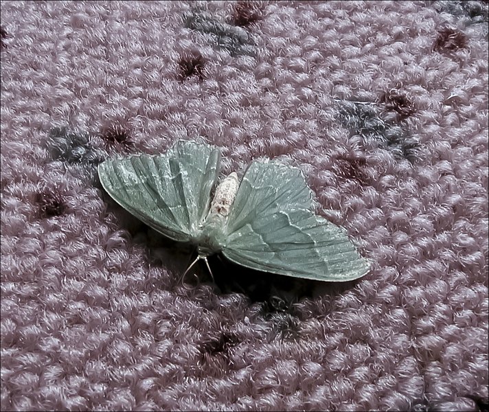 bug25.jpg
