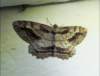 bug37_small.jpg
