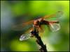 bug40_small.jpg