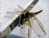 bug51_small.jpg