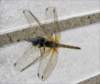 bug52_small.jpg