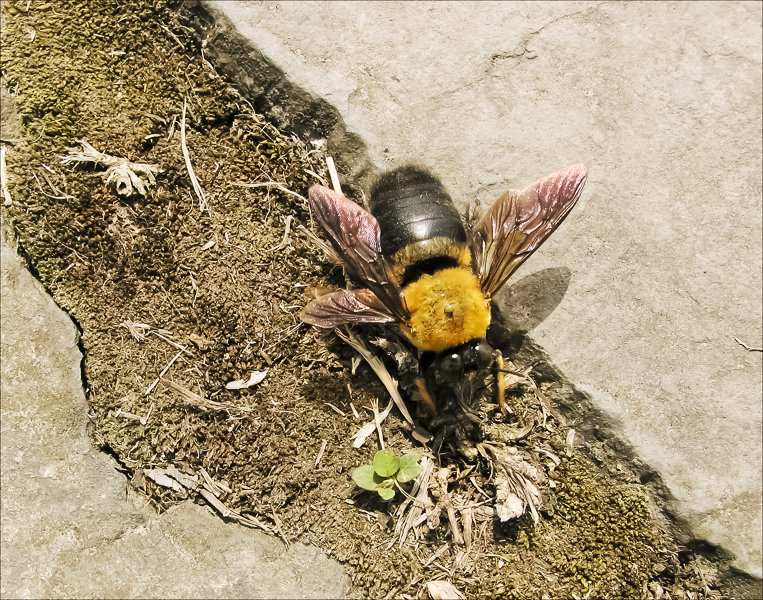 bug63.jpg