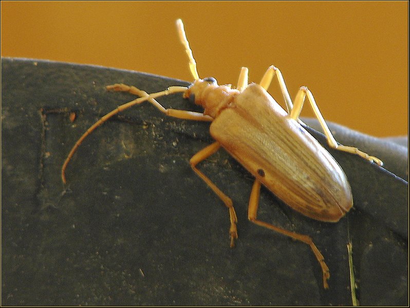 bug67.jpg