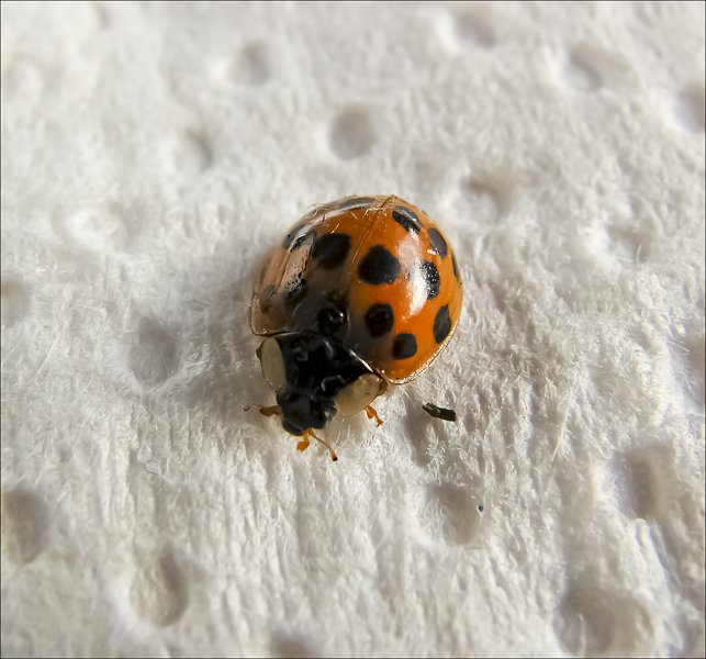 bug72.jpg