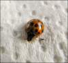 bug72_small.jpg