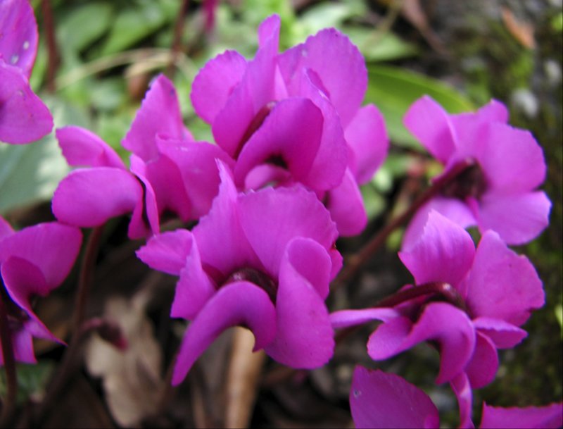 flowersacloserviewofthecyclamens.jpg