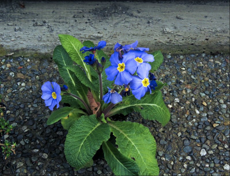 flowersaroyalblueprimula.jpg