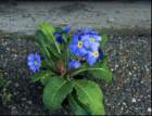 flowersaroyalblueprimula_small.jpg