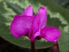 flowerscyclamenclose_small.jpg