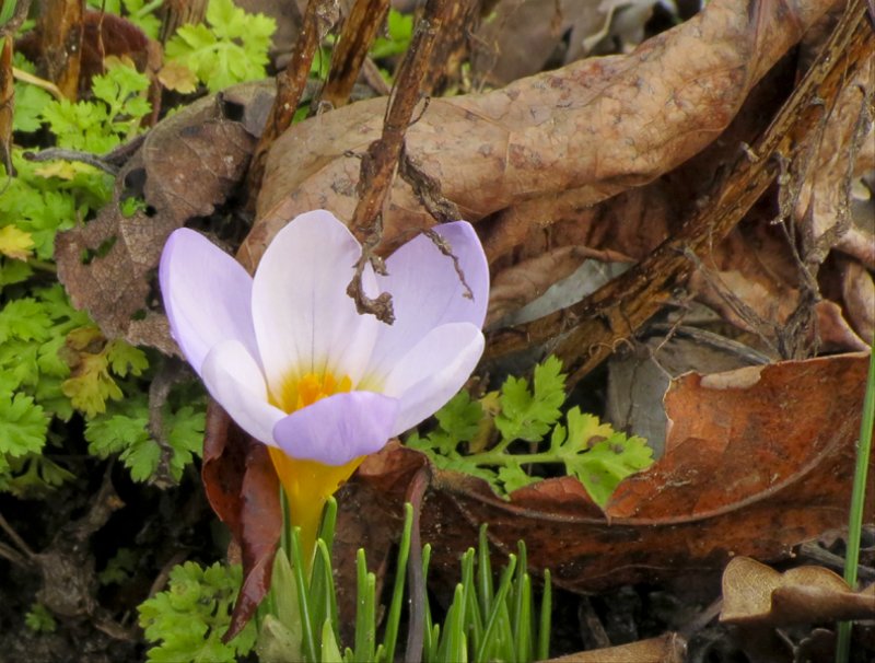 flowersearlymaevecrocus.jpg