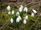 flowerssnowdrops_small.jpg