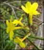 flowerswinterjasmine_small.jpg
