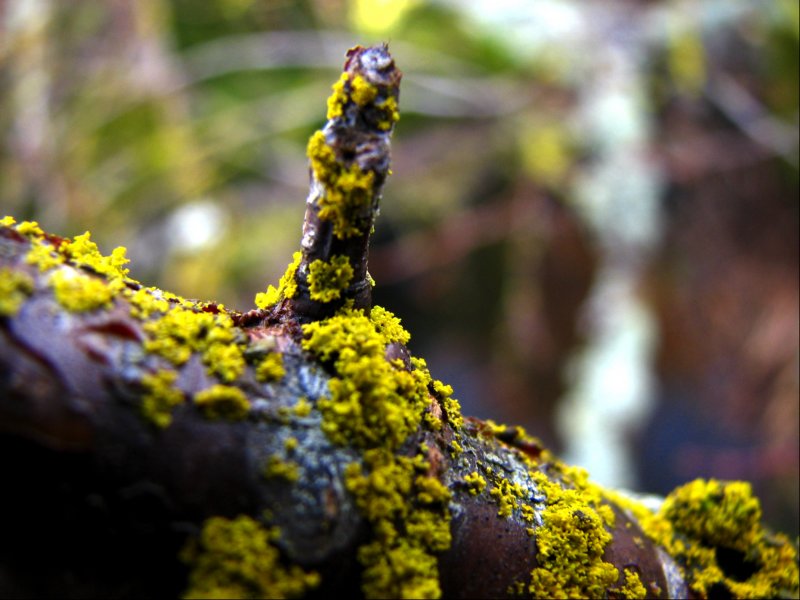 goldenlichensontheplumtree.jpg