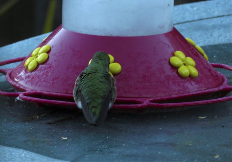 hummingbirdatthefeeder.jpg