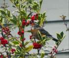 robinfeastingonthehollyberries_small.jpg