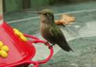 theannashummingbirdatthefeederonthedecktable_small.jpg
